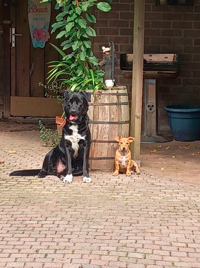 Huisje gezocht voor Diego en Bommel, 2 blije honden, Dieren en Toebehoren, Reu, Parvo, Meerdere, 3 tot 5 jaar