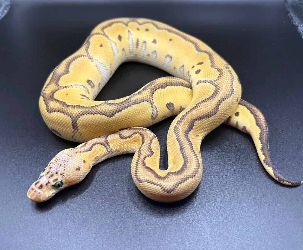 0.1 Pastel Orange Dream Jungle Woma Clown ball python regius Ball Python - male for sale from Kevin
