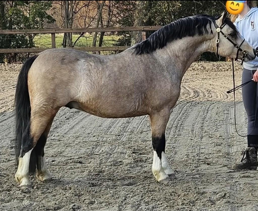 Schitterende valk welsh A hengst ter dekking!, Hengst