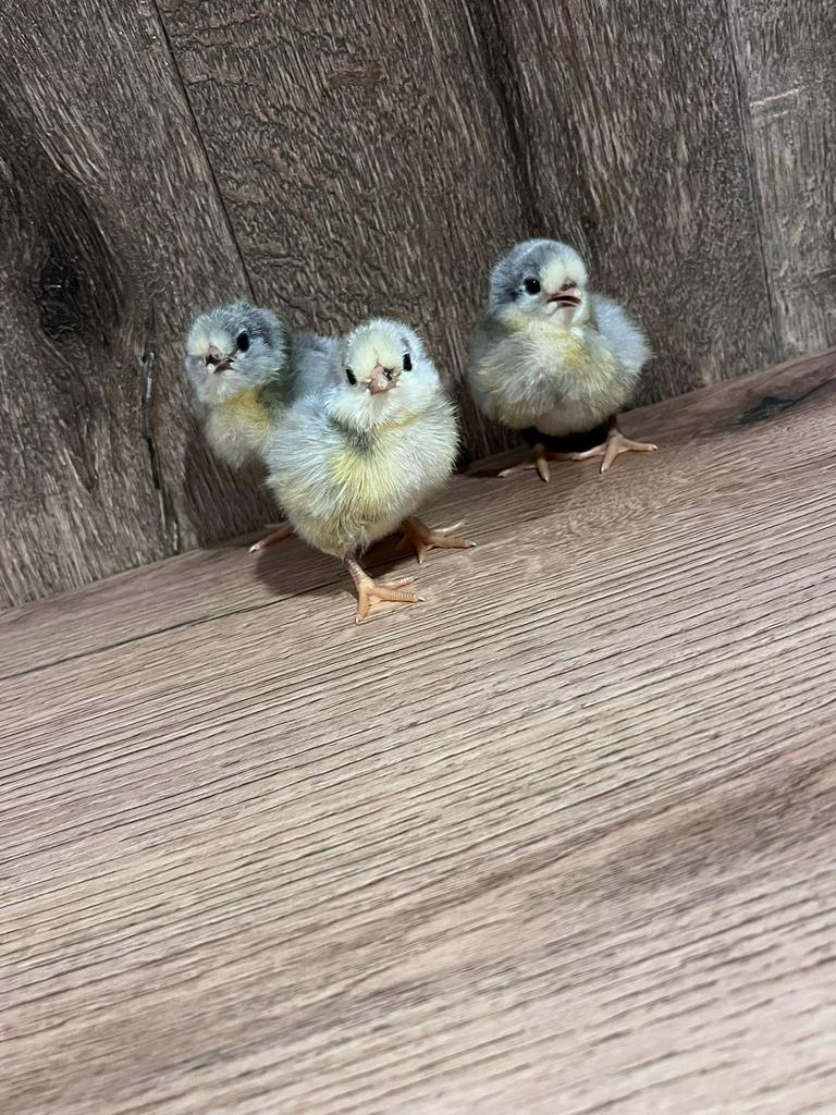 Pasgeboren kuikens beschikbaar, Dieren en Toebehoren, Pluimvee, Kip, Geslacht onbekend