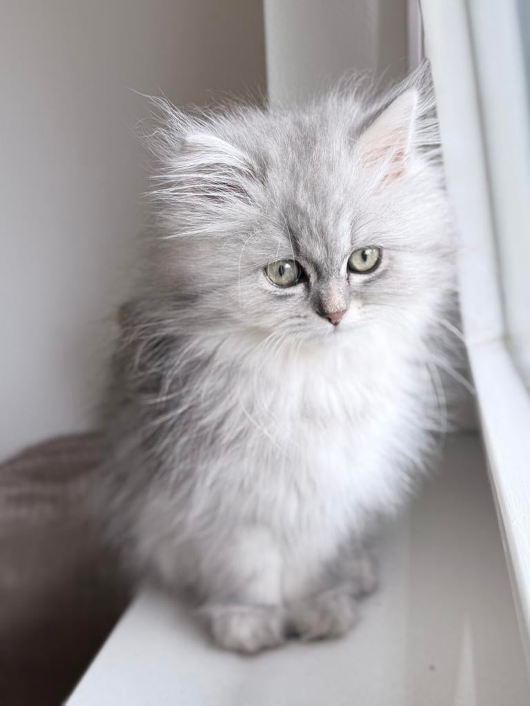 Sibirsche/Perzische kitten, Dieren en Toebehoren, Poes, Ontwormd