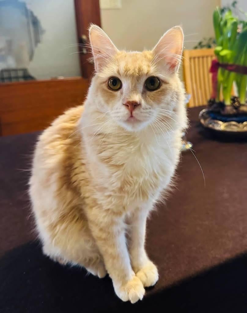 Cat for adoption: RAIMO, Dieren en Toebehoren, Katten en Kittens | Overige Katten, Kater, Langharig, 0 tot 2 jaar