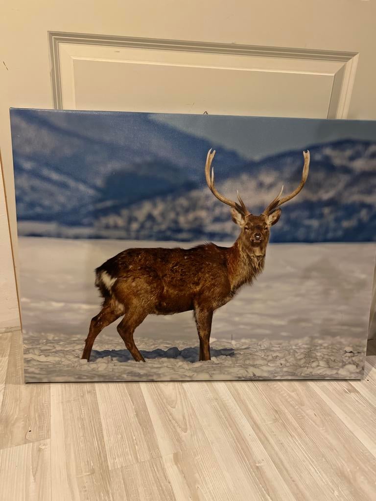 Foto van een hert in de sneeuw, 50 tot 75 cm, Ophalen of Verzenden, Zo goed als nieuw, 75 tot 100 cm