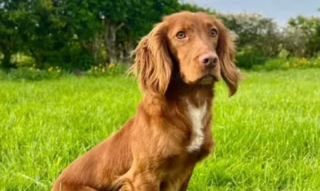 GEZOCHT! Working cocker spaniel, Ophalen of Verzenden, Voor 1920, Hond of Kat