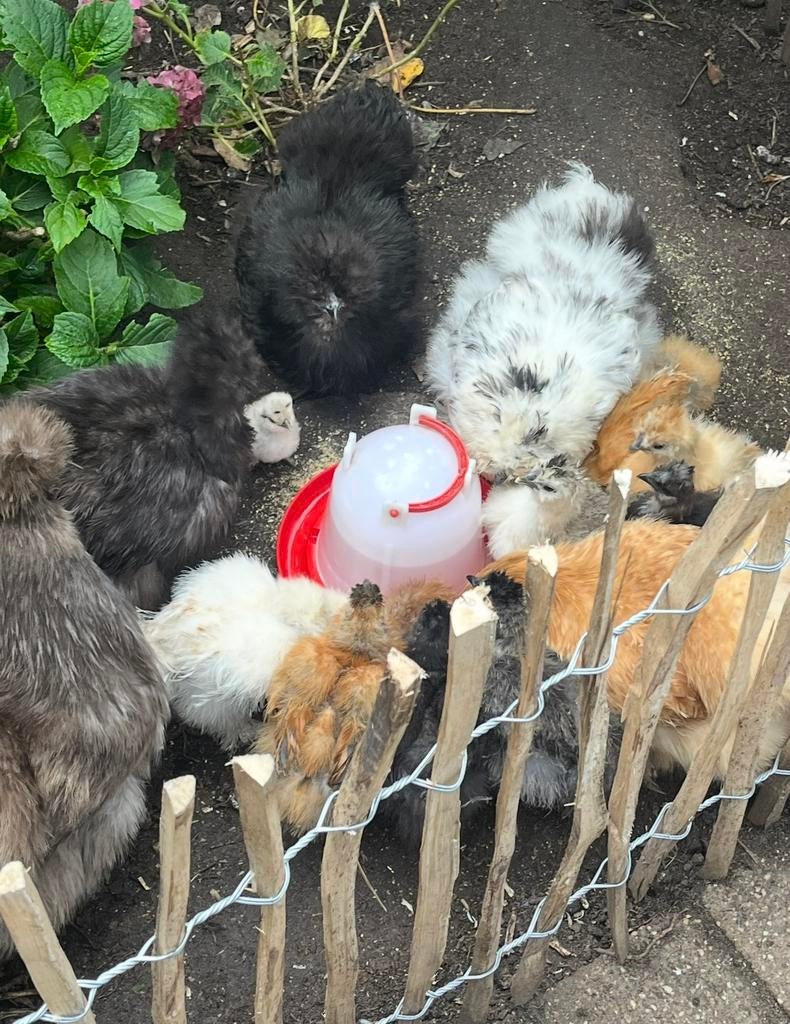 Gezocht: cloaca-sekser voor zijdehoen kuikens, Dieren en Toebehoren, Pluimvee, Geslacht onbekend, Kip