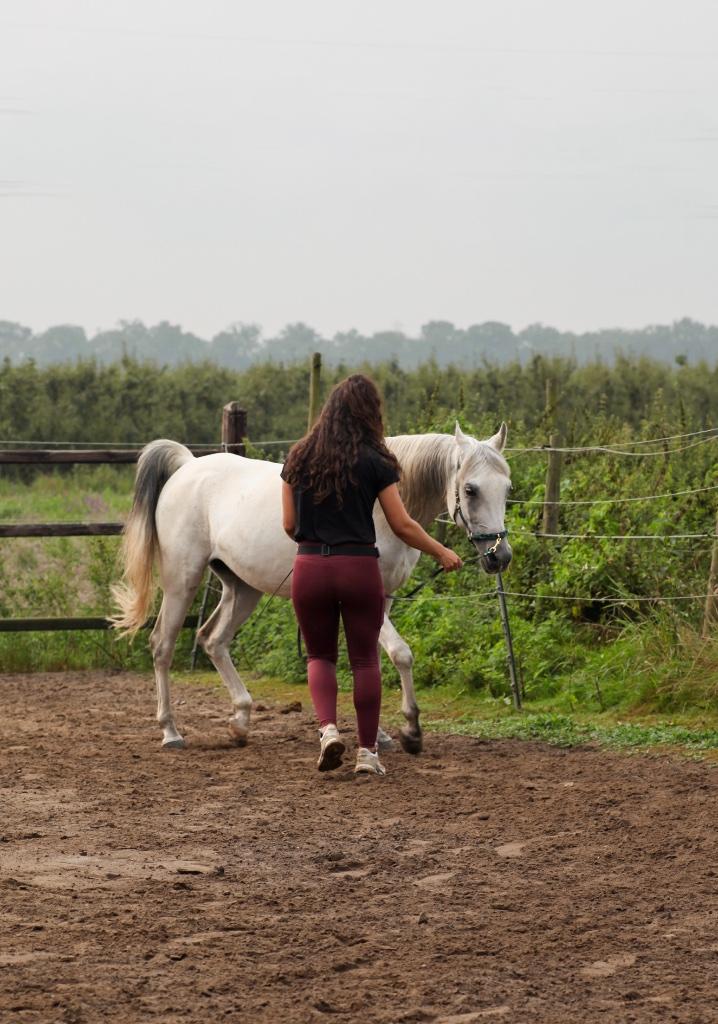 Dressuurmatig grondwerk instructie en training, Paardrijles of Ponykampen