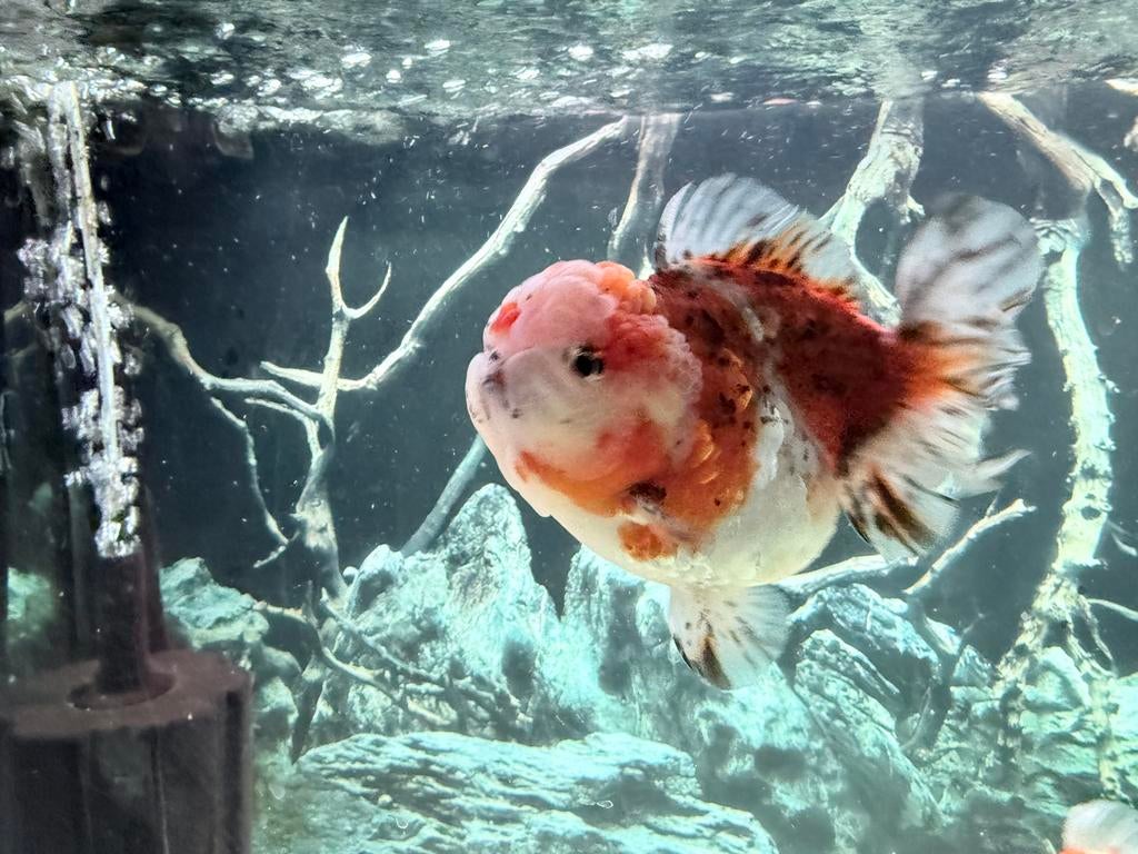 Orandas en Ranchu, Dieren en Toebehoren