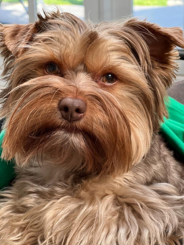 Yorkshire terriër dekreu, Dieren en Toebehoren, Honden | Dekreuen, Particulier, Reu, Buitenland, Parvo