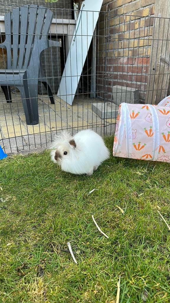 Schattig Teddy konijn, Dieren en Toebehoren, Konijnen, Mannelijk, Dwerg