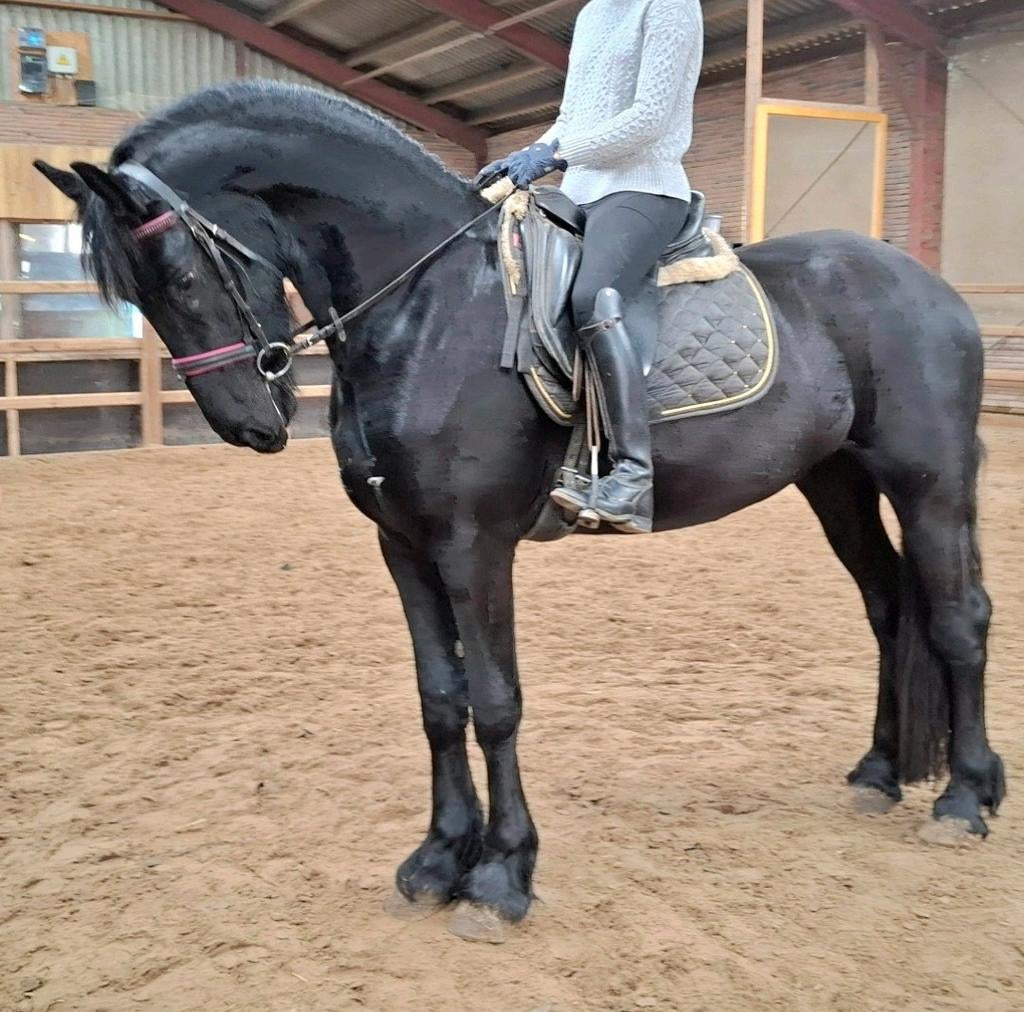 Brave makkelijk te rijden 3 jr Friese ruin 1,68 mtr v Faust, Dieren en Toebehoren, Paarden, Met stamboom, Ruin, Zadelmak, 3 tot 6 jaar