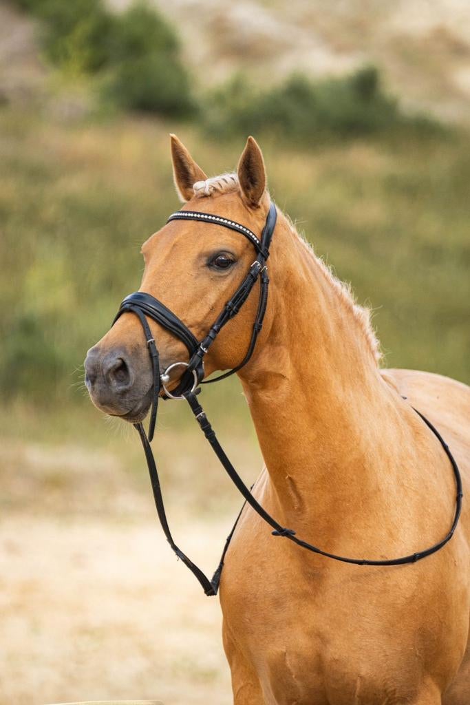 Hele lieve, brave palomino E-pony, B, Ontwormd, 7 tot 10 jaar, Merrie