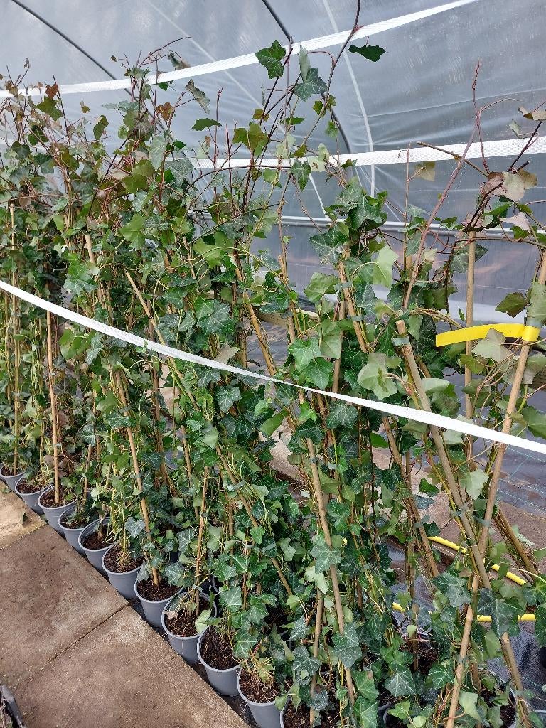 Hedera hibernica (klimop), Ophalen, Vaste plant, Bloeit niet, Halfschaduw