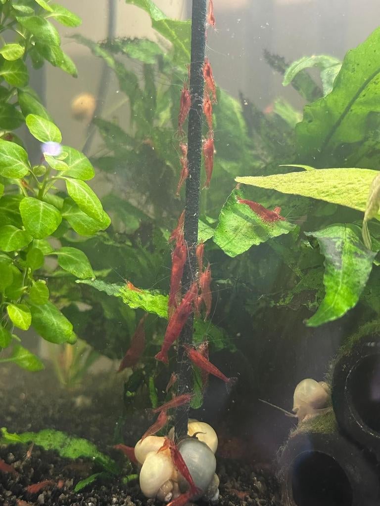 Jonge garnalen en albino algeneters, Kreeft, Krab of Garnaal