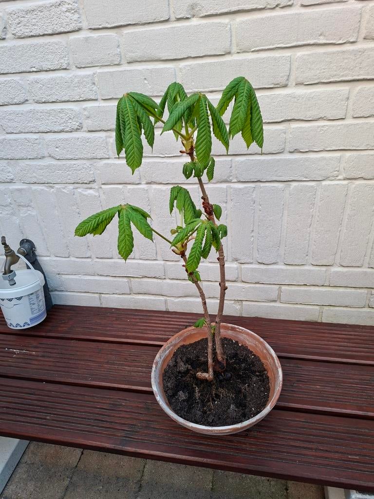 Dubbele Kastanje Bonsai, Bloeit niet, Overige soorten, Minder dan 100 cm, Ophalen