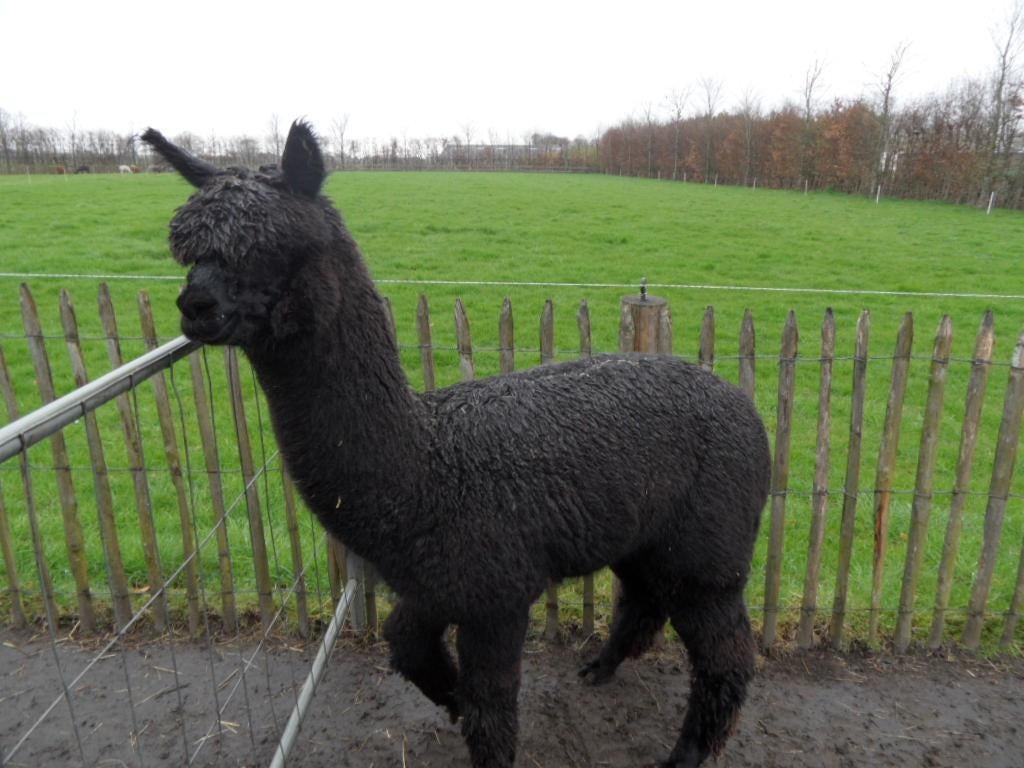 alpaca hengst, Dieren en Toebehoren, Overige Dieren, Juni, Mannelijk