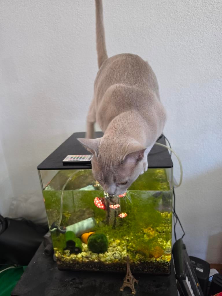 Mooie biorb, 60 liter, Dieren en Toebehoren, Ophalen, Leeg aquarium