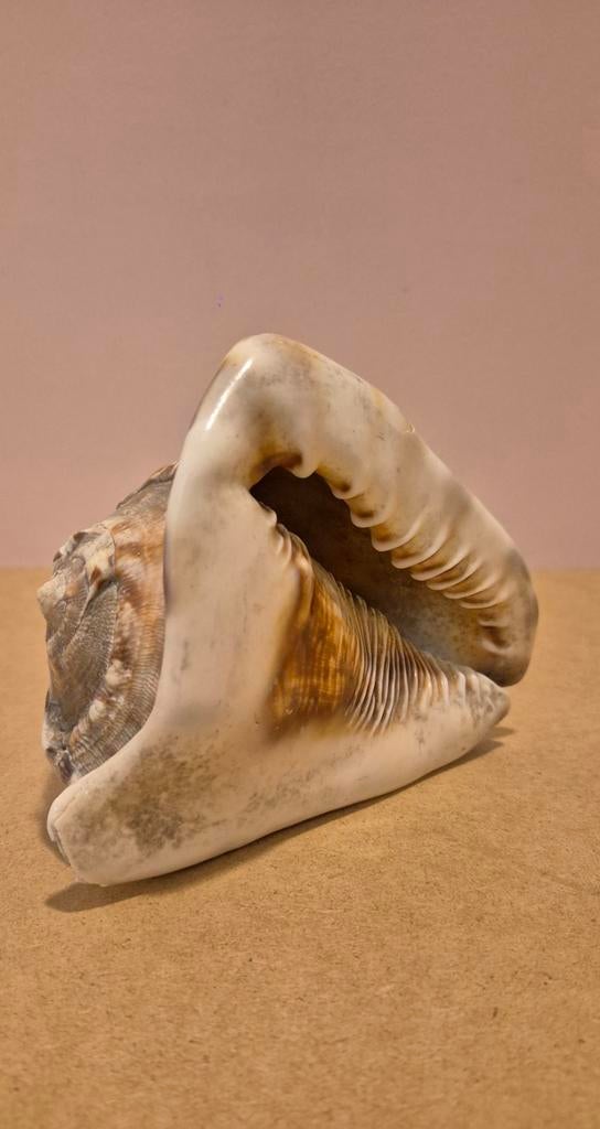 Grote doopvont schelp, Ophalen of Verzenden, Doop, Schelp, Vont