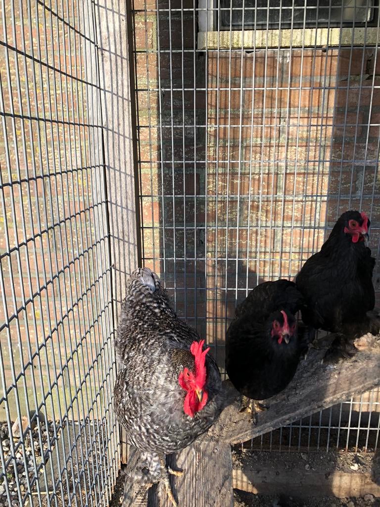 Broedeieren krielkip, Dieren en Toebehoren, Pluimvee, Geslacht onbekend, Kip