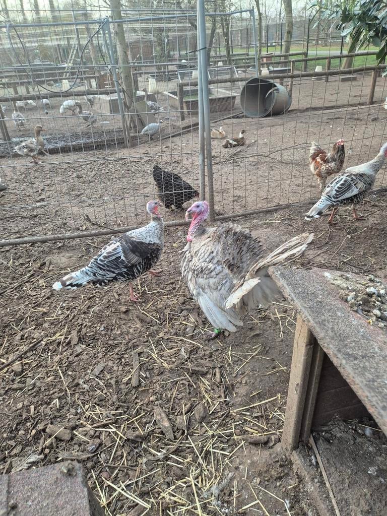 Broedeieren kalkoen kalkoenen blauwe en witte haan, Geslacht onbekend, Kalkoen