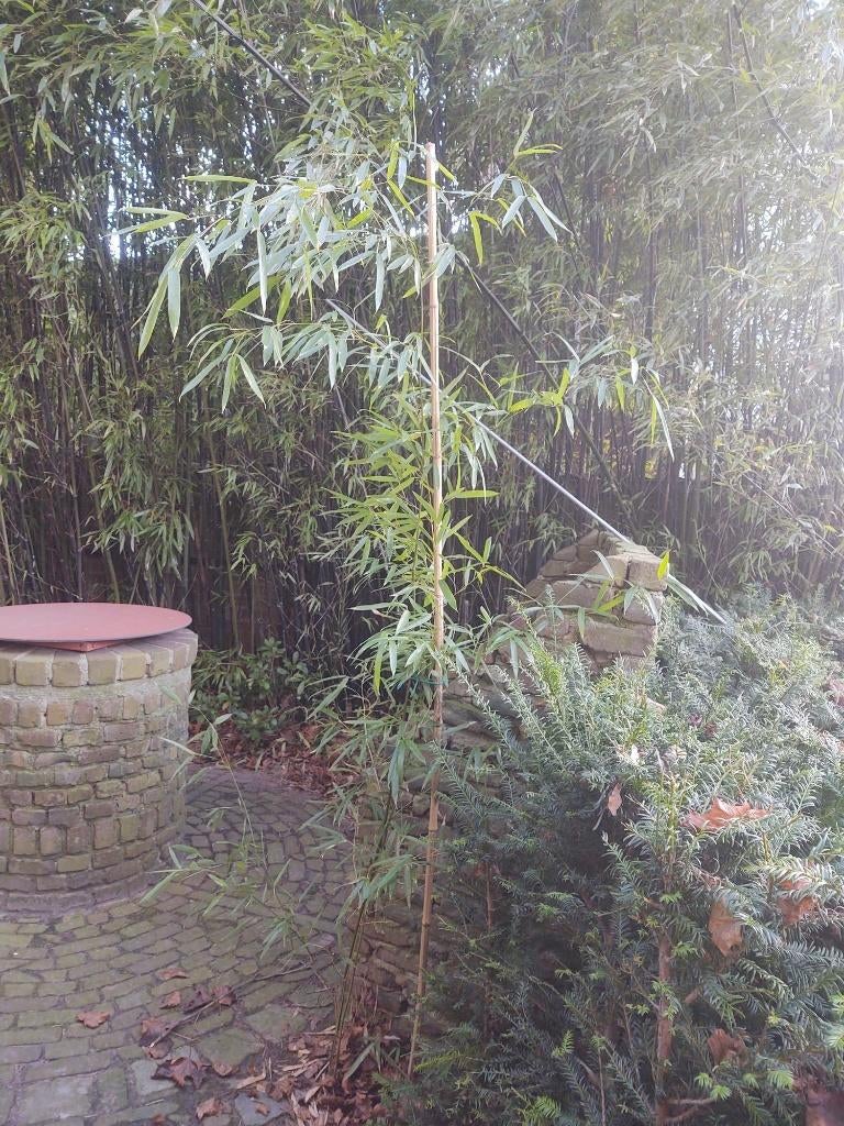 Phyllostachys aurea of Gouden bamboe, Volle zon, Vaste plant, Bloeit niet, Ophalen
