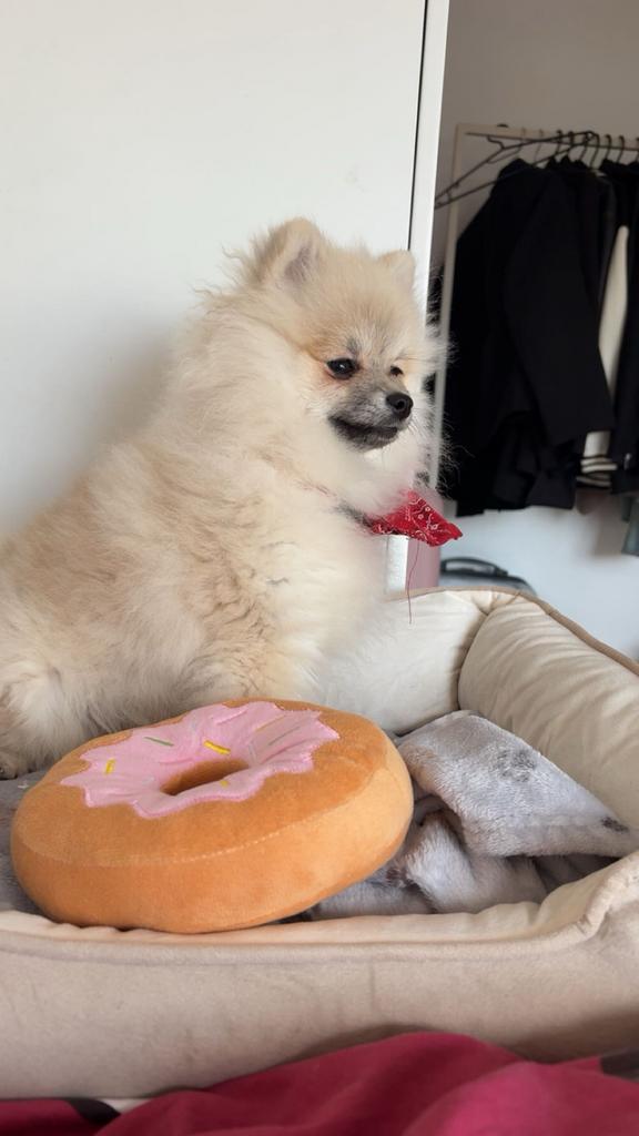 Lieve speelse pomeriaan Pup zoekt een nieuwe huis, 15 weken tot 1 jaar, Parvo, Eén hond, Nederland