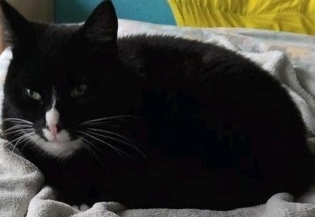 Gezocht kat vermist gratis opknaper  jonge meisje kinderen, Dieren en Toebehoren, Vermiste en Gevonden Dieren, Kat