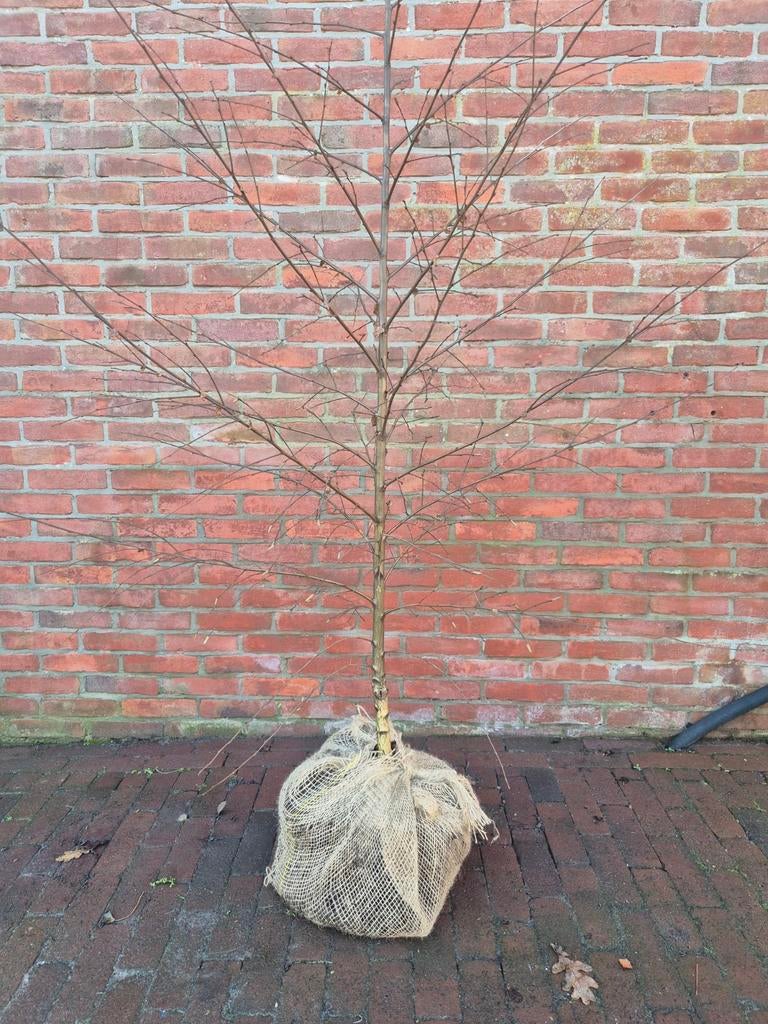 Jonge Berkenboom - 2 meter met kluit, Ophalen