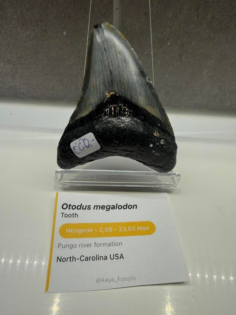 Megalodon tand - 7.5cm, Ophalen of Verzenden, Fossiel