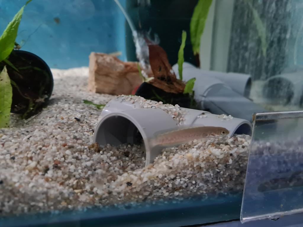 Channa Andrao, slangenkopvis, Vis, Zoetwatervis