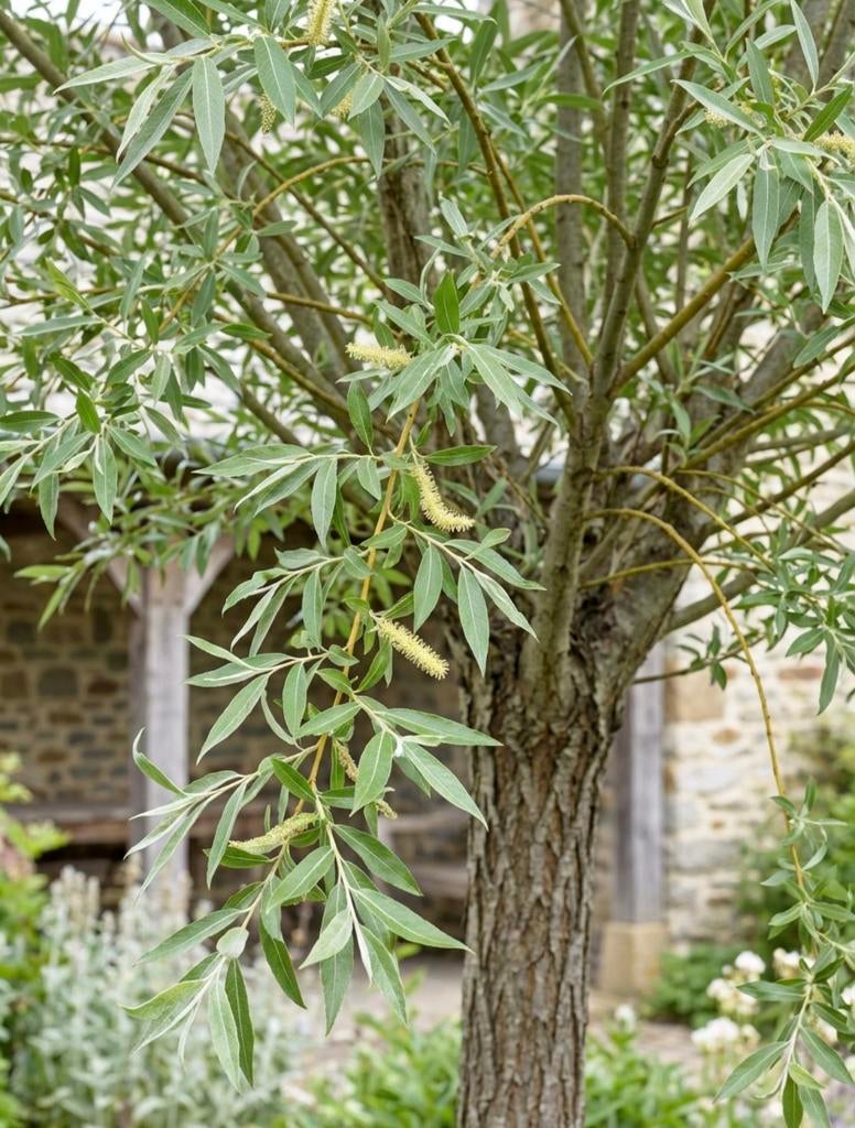 Gezocht Wilgen/Berken stammen of takken, Minder dan 3 m³, Ophalen, Overige houtsoorten, Stammen