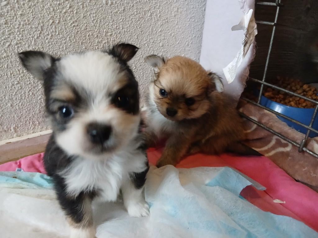 Pomsi pups, Parvo, Overige rassen, 8 tot 15 weken, Meerdere