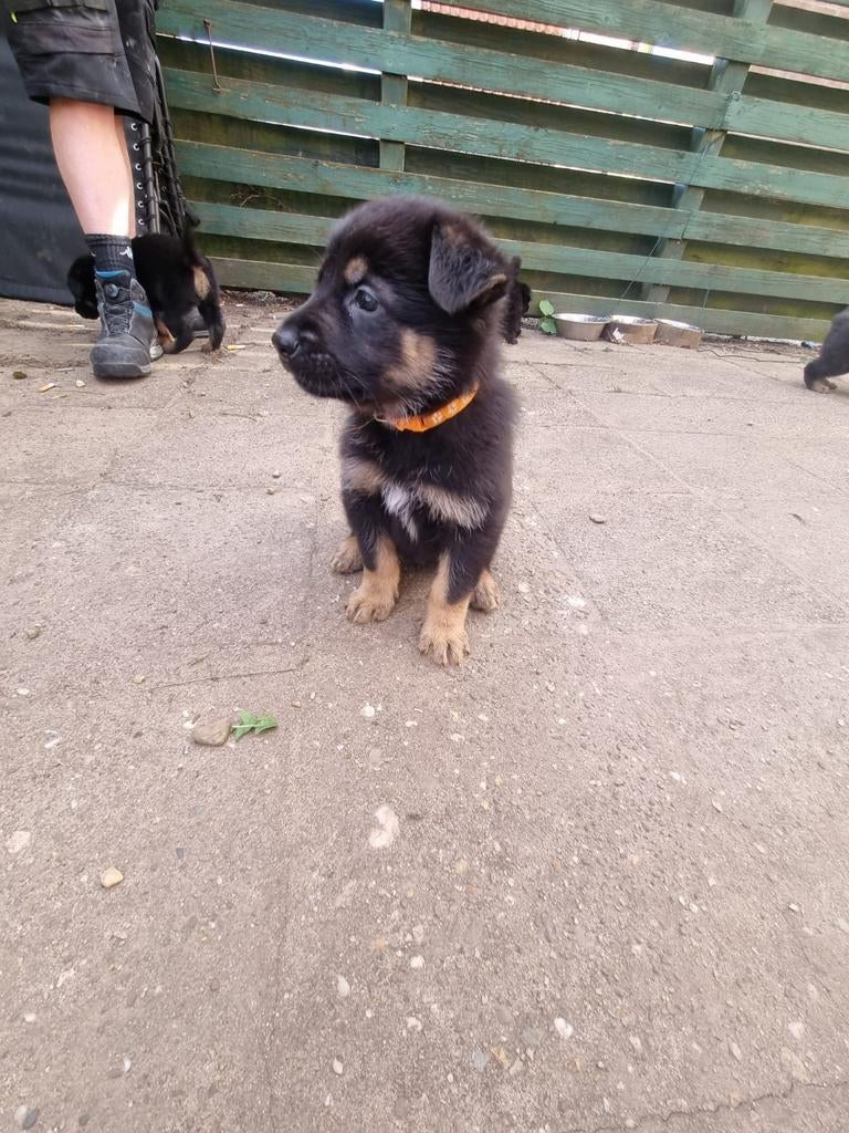 Duitse herder x husky pups!!, Dieren en Toebehoren, Honden | Herdershonden en Veedrijvers, 8 tot 15 weken, Parvo, Meerdere, Meerdere dieren