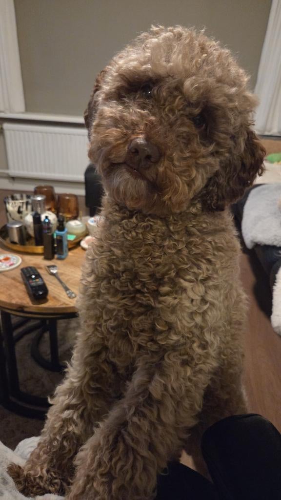 Nestaankondiging labradoodle pups., Dieren en Toebehoren, Overige rassen, 8 tot 15 weken, Meerdere, Meerdere dieren