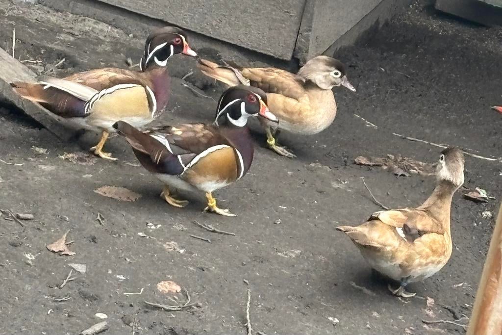 Te koop 2 koppels blonde carolina eenden, Dieren en Toebehoren, Pluimvee, Meerdere dieren, Eend