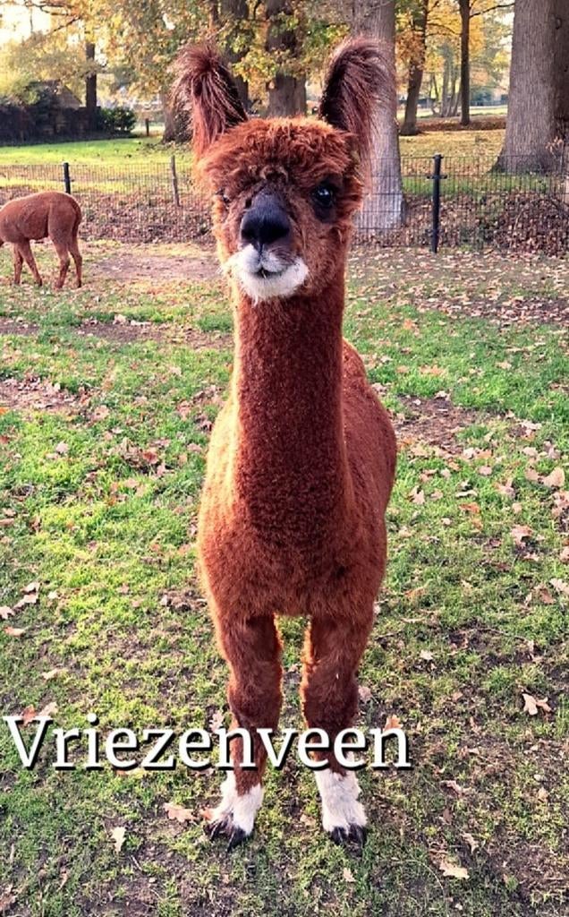 Alpaca hengst 4 jaar, Dieren en Toebehoren, Juni, Mannelijk
