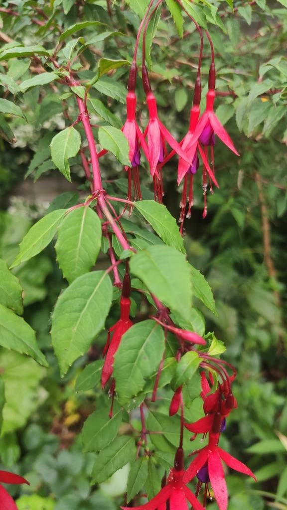 Fuchsia, Ophalen, Volle zon, Overige soorten, Minder dan 100 cm