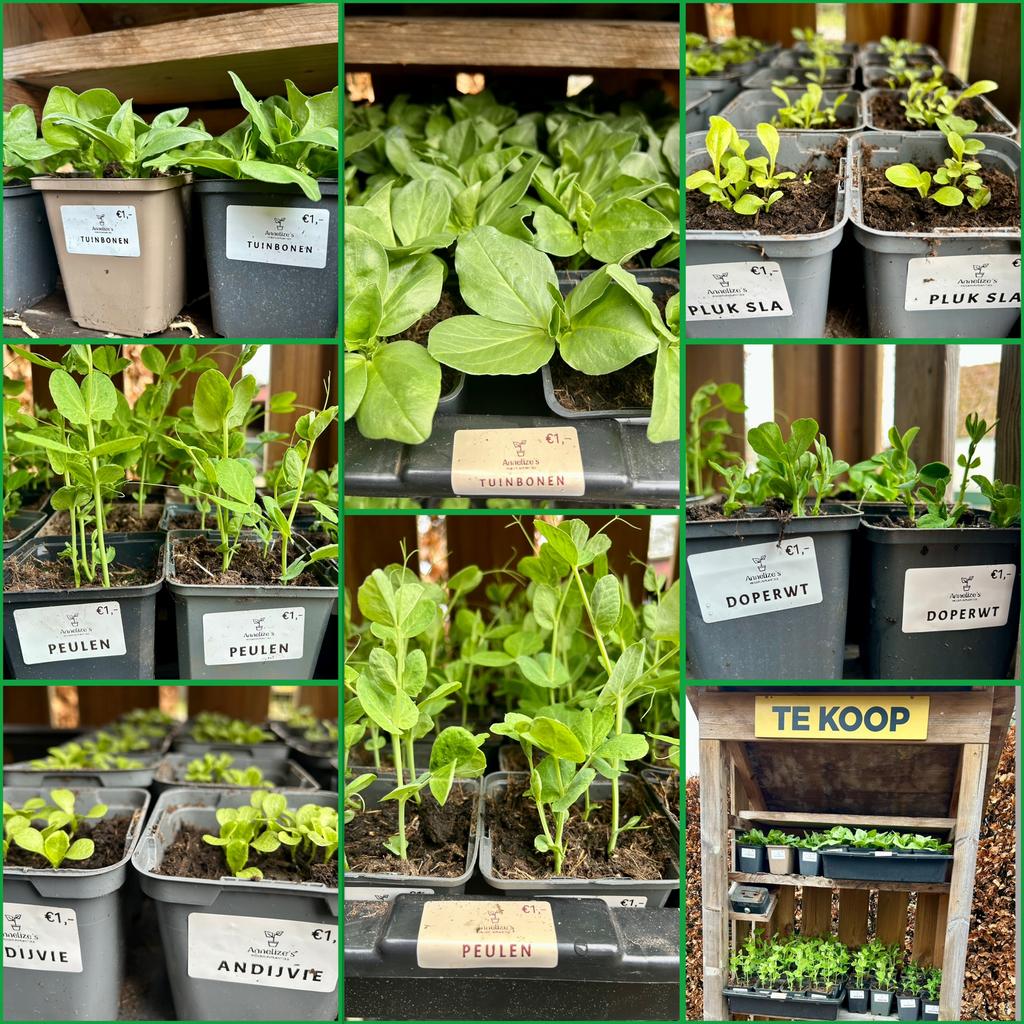 Moestuin / groente plantjes, Ophalen, Eenjarig, Groenteplanten, Volle zon