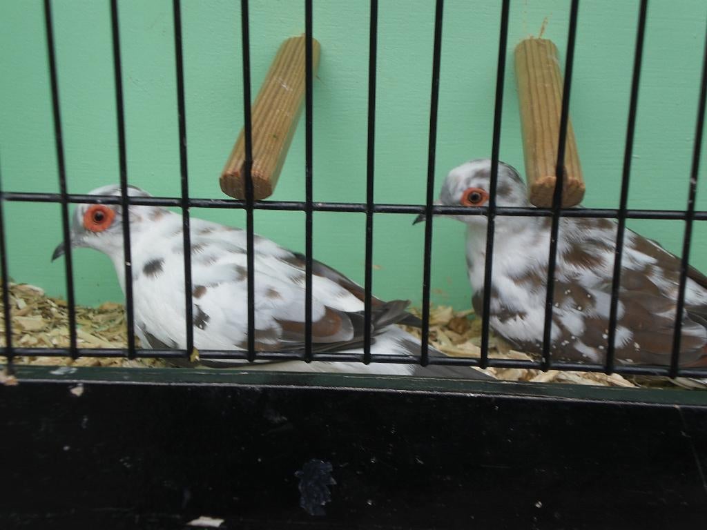 bonte diamantduiven, Dieren en Toebehoren, Vogels | Overige Vogels, Meerdere dieren, Tropenvogel, Geringd