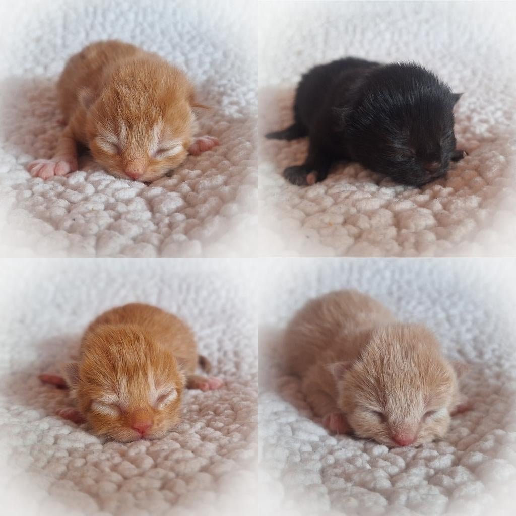 ALLEMAAL GERESERVEERD !, Dieren en Toebehoren, Katten en Kittens | Overige Katten, Meerdere dieren, 0 tot 2 jaar