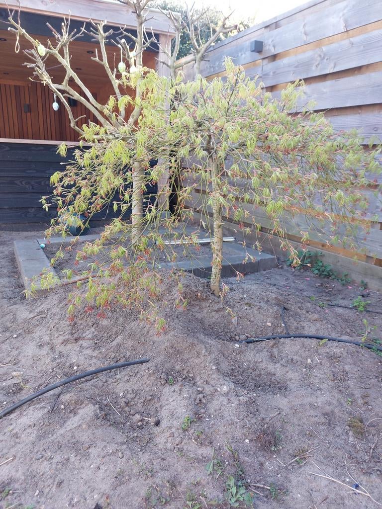 Japanse Esdoorn - Prachtige Acer voor uw tuin, Ophalen, Bloeit niet, Overige soorten, Halfschaduw