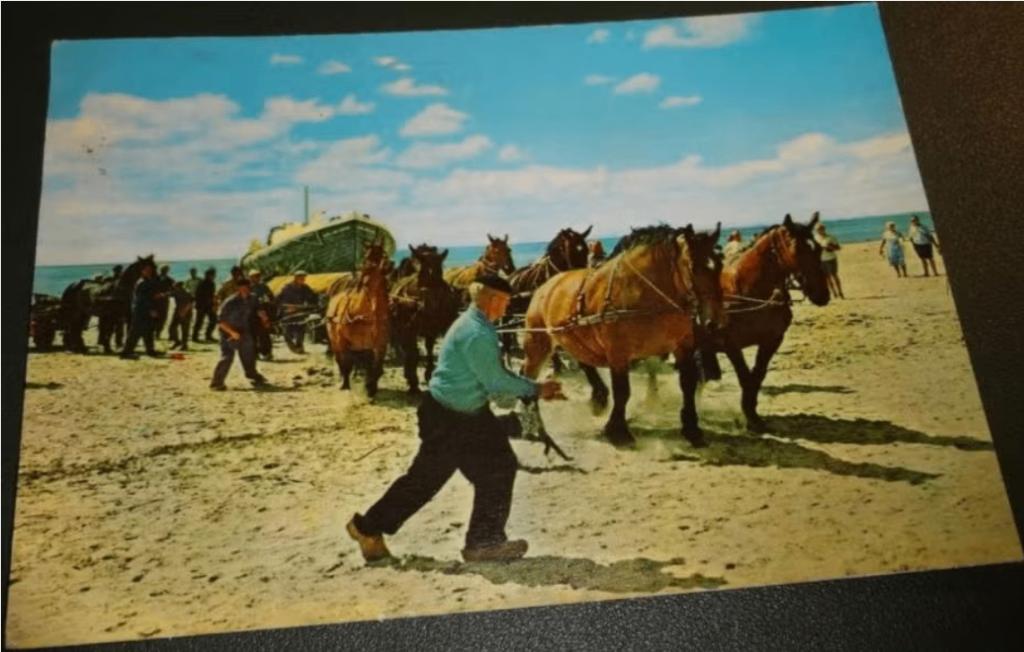 Paard - Paarden - Reddingsboot uit zee - Ameland - Hollum, Verzenden, 1960 tot 1980, Gelopen, Paard