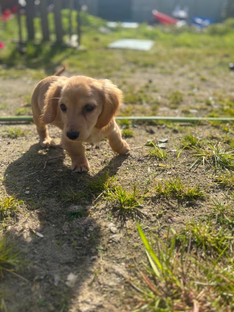 De liefste dwerg teckel pups, Dieren en Toebehoren, Honden | Teckels en Dashonden, Reu, Korthaar, Dwerg, Particulier, Meerdere