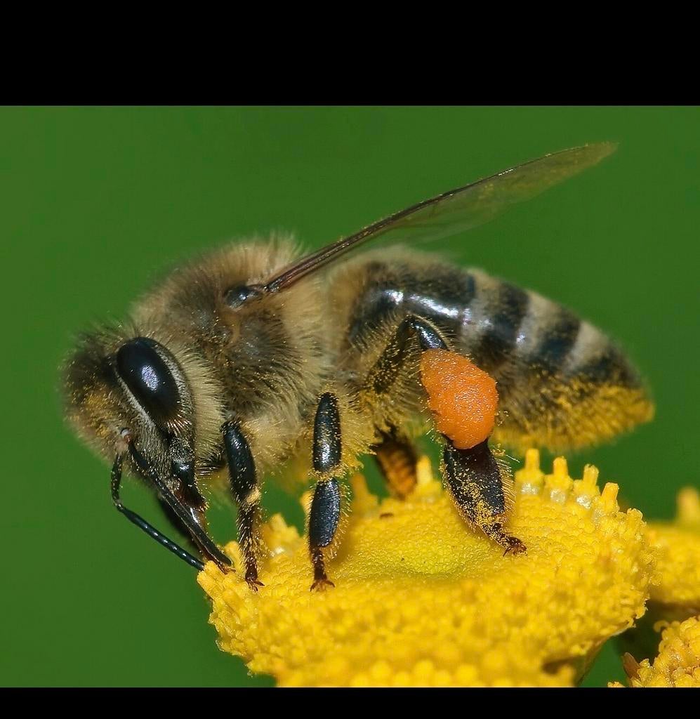Gezocht: plek voor bijenkasten (Vlaardingen/omgeving)