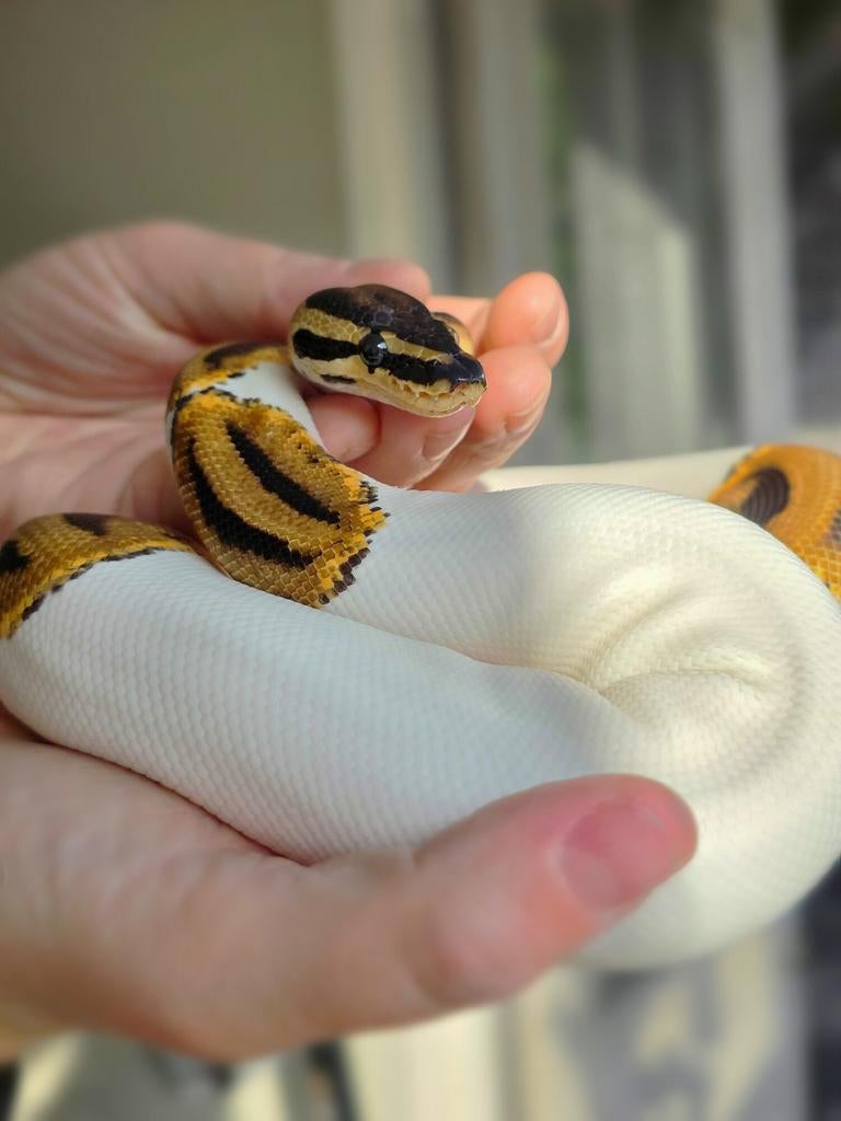 Python regius Ball Python - unknown for sale from Sannew