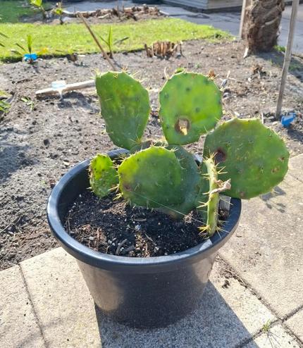 Opuntia Robusta te koop aangeboden!, Ophalen, Cactus, Halfschaduw, Minder dan 100 cm