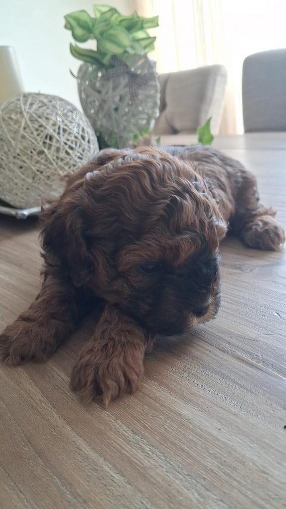 Prachtige shihpoo pups, Parvo, Overige rassen, 8 tot 15 weken, Meerdere