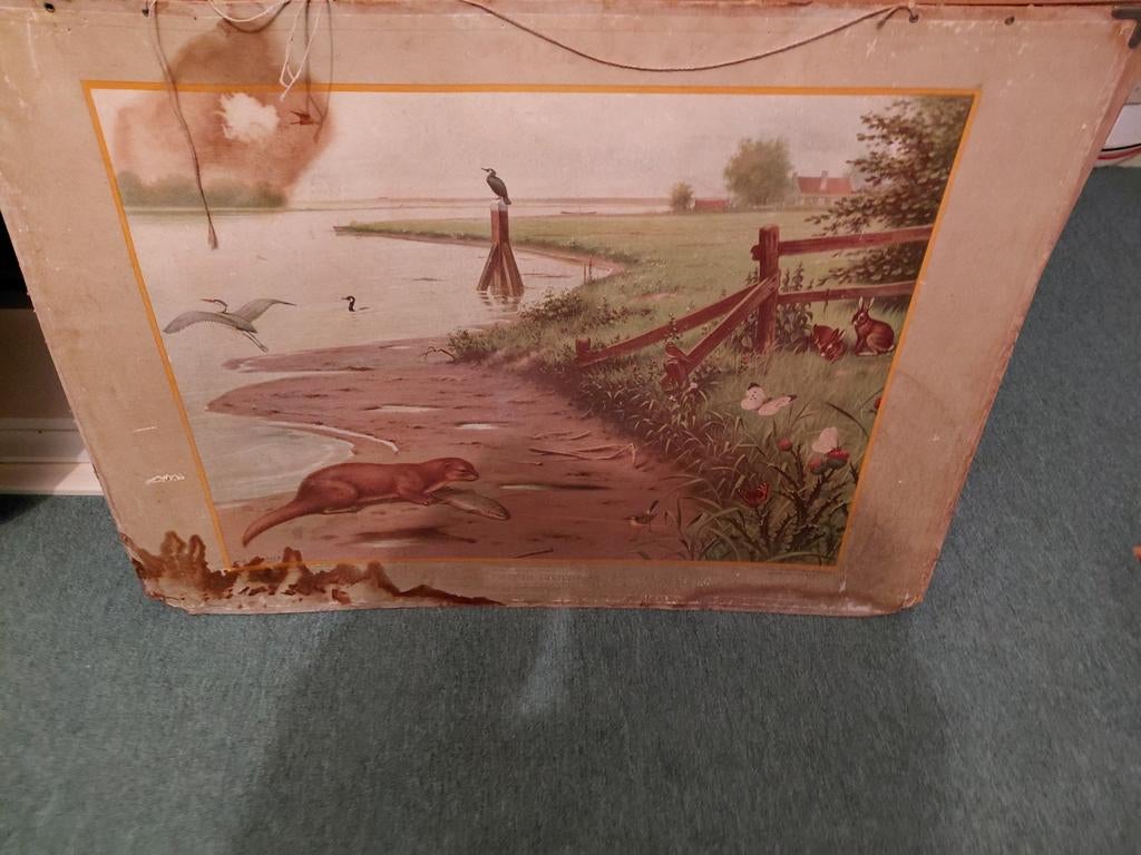 schoolplaat, Ophalen of Verzenden, Natuur en Biologie