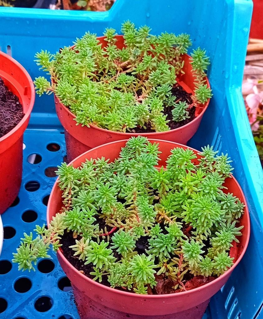 Sedum hispanicum bodembedekker, Ophalen, Vaste plant, Bodembedekkers, Halfschaduw