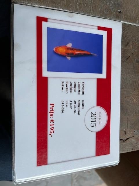 Te koop aangeboden een vijftal Koi-vissen., Karper of Koi