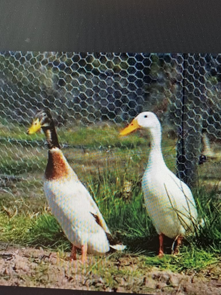 Stel loopeenden, Dieren en Toebehoren, Pluimvee, Meerdere dieren, Eend